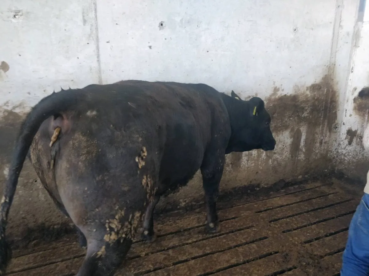 Breeding Heifers *PEN 108* - Image 4