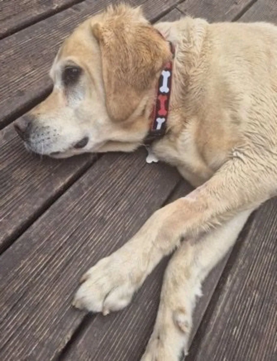 Hand Crafted "NO BONES ABOUT IT " Collar & Lead - Image 2