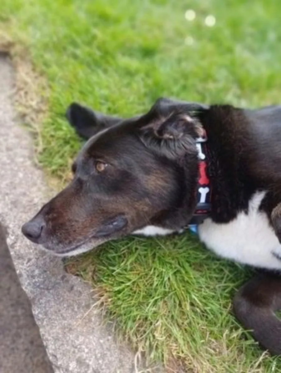 Hand Crafted "NO BONES ABOUT IT " Collar & Lead - Image 3