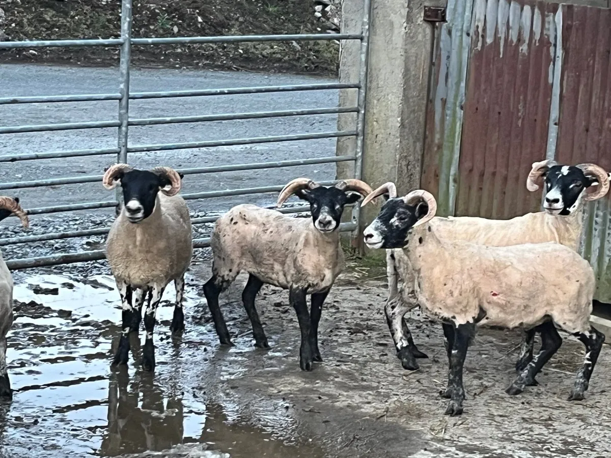 Lanark hoggs - Image 2