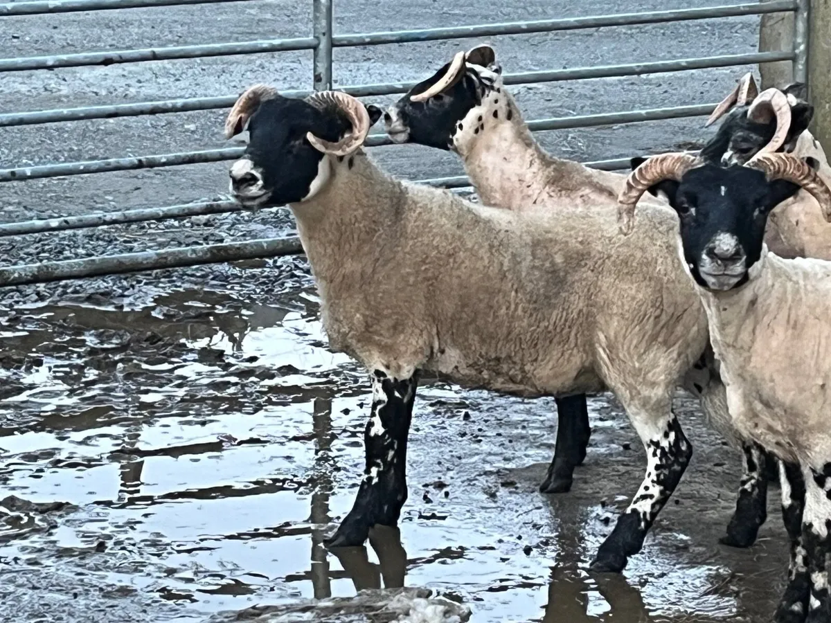 Lanark hoggs - Image 1