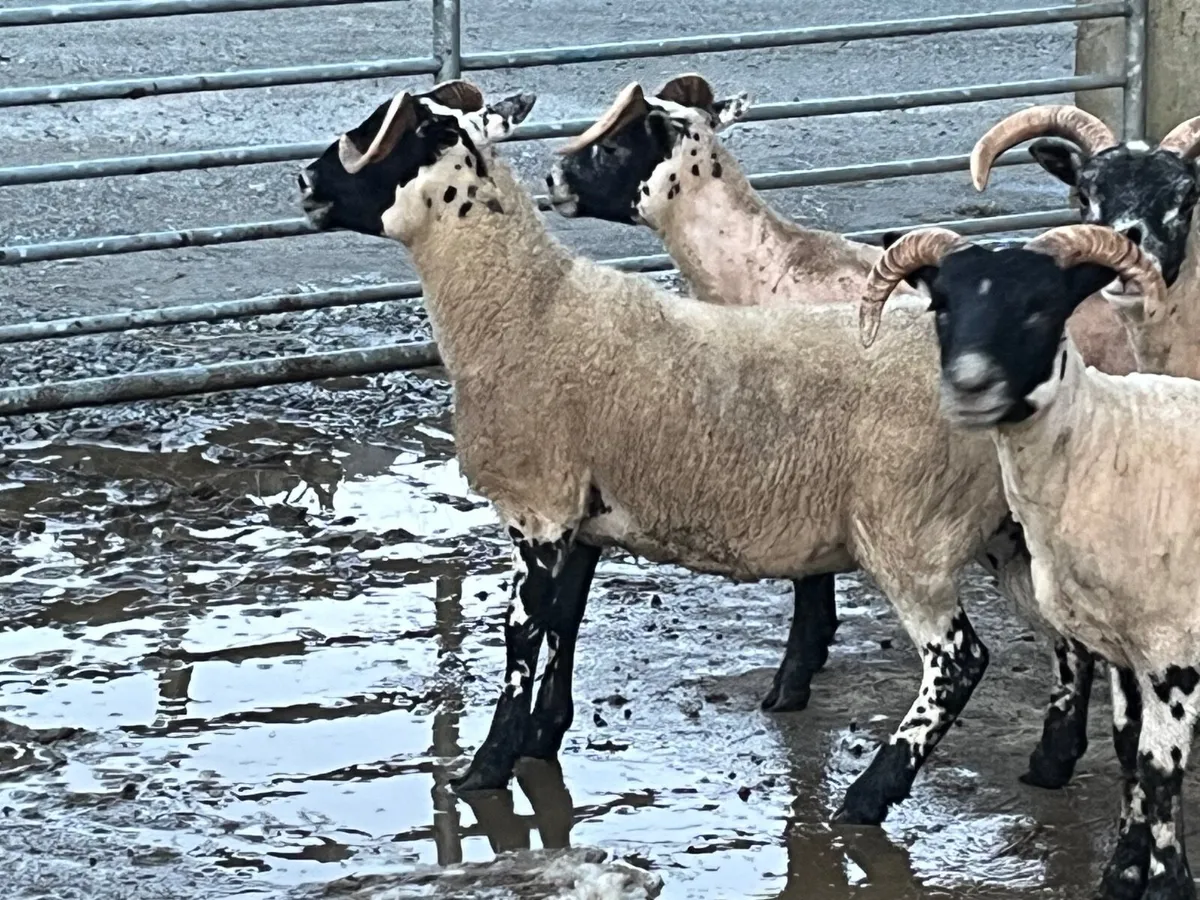 Lanark hoggs - Image 3