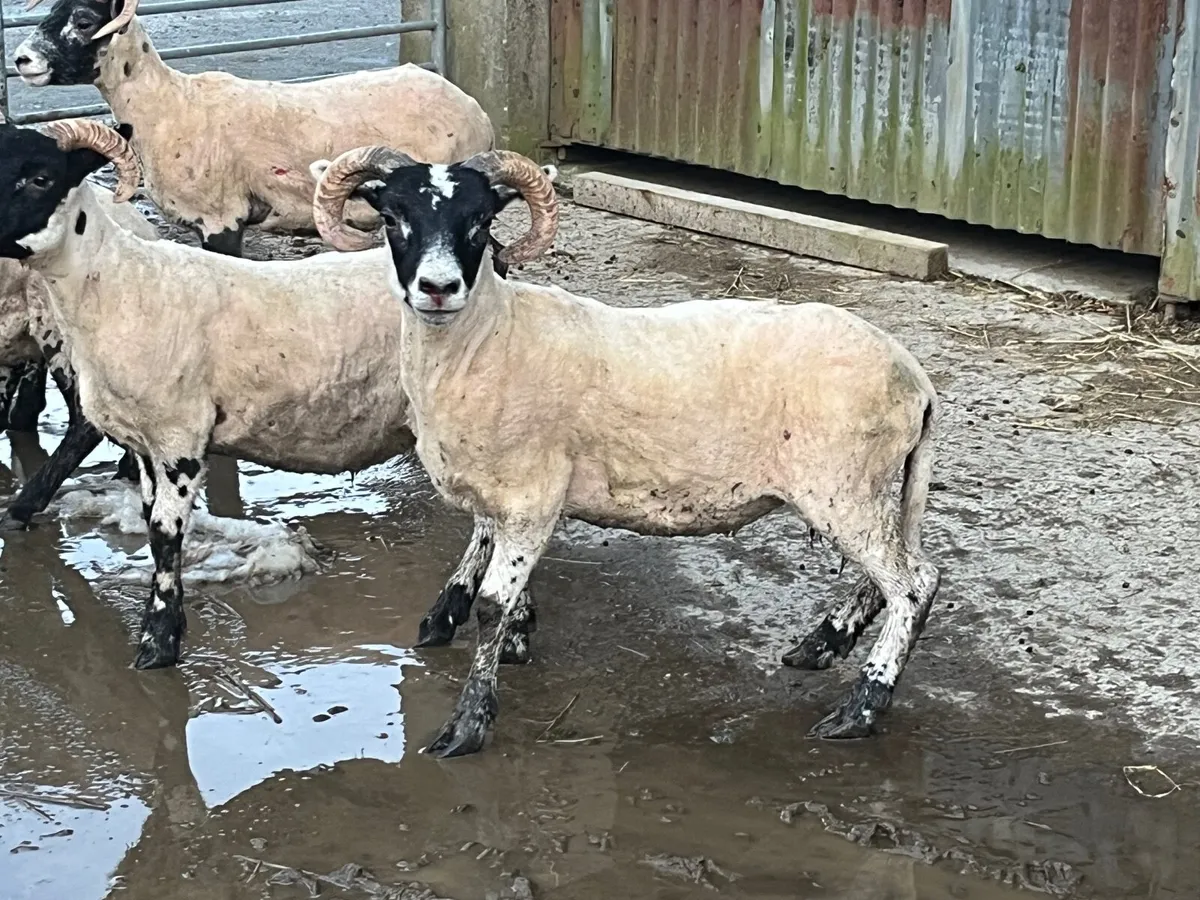 Lanark hoggs - Image 4