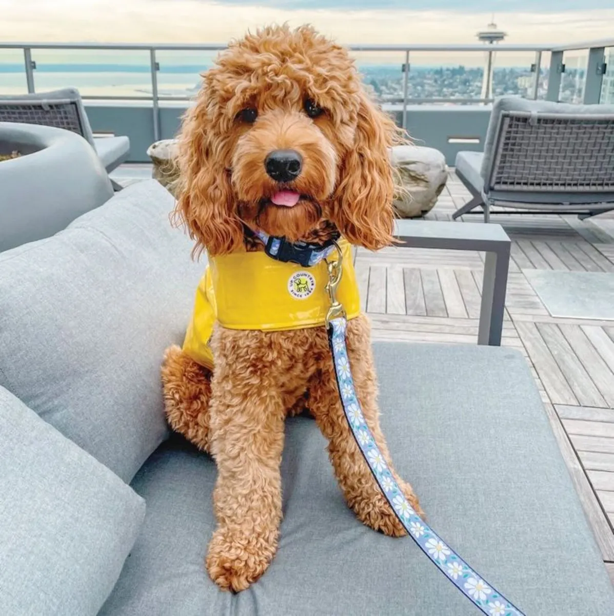 Hand Crafted Luxury "DAISY" Collar & Lead - Image 2