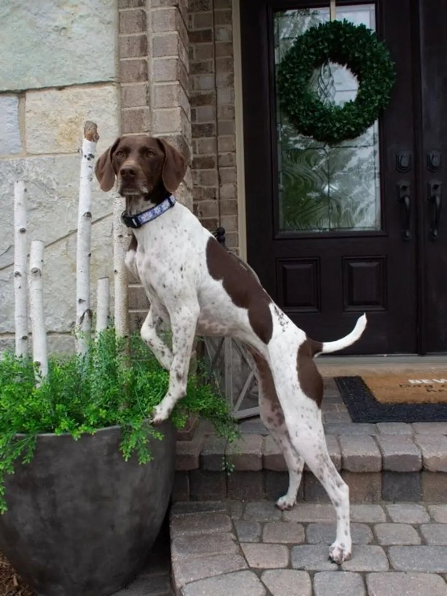 Hand Crafted Luxury "DAISY" Collar & Lead - Image 3