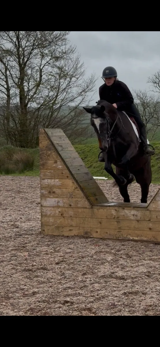 Lovely 5 year old grey Mare - Image 2