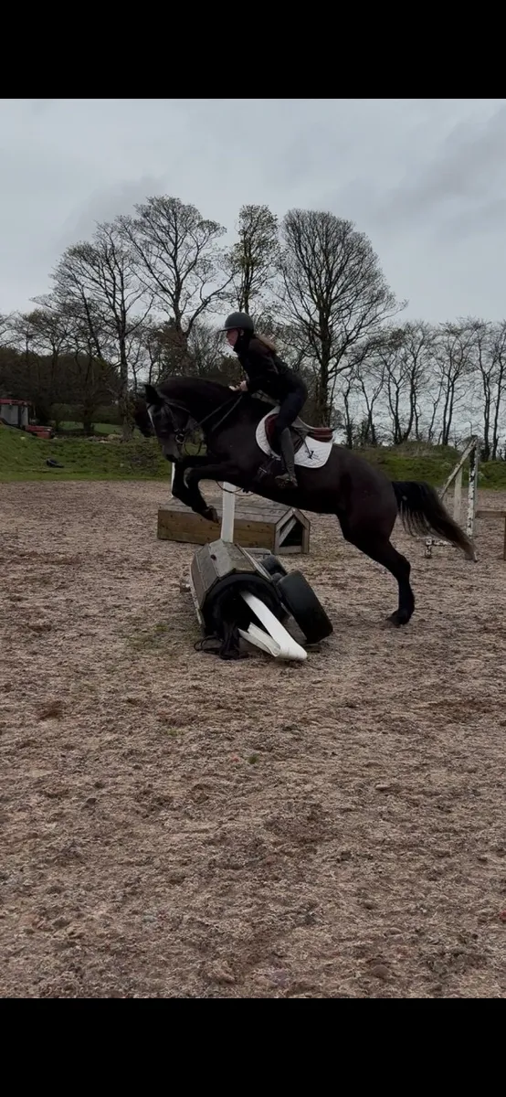 Lovely 5 year old grey Mare - Image 1