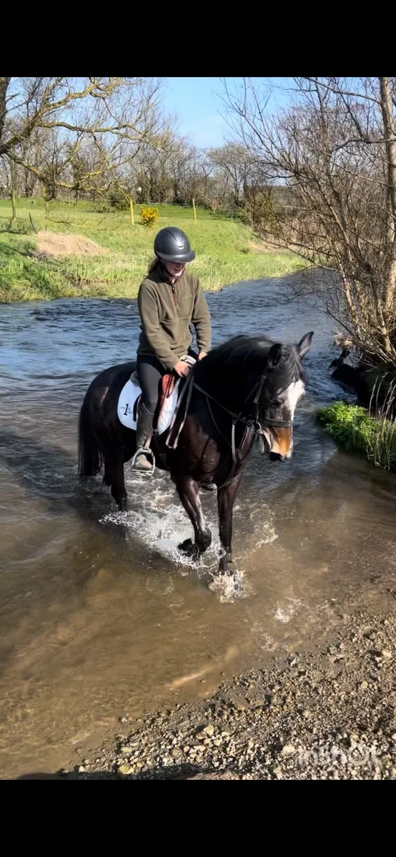 Lovely 5 year old grey Mare - Image 3