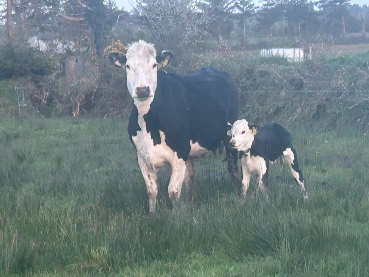 Hereford  Suckler - Image 1