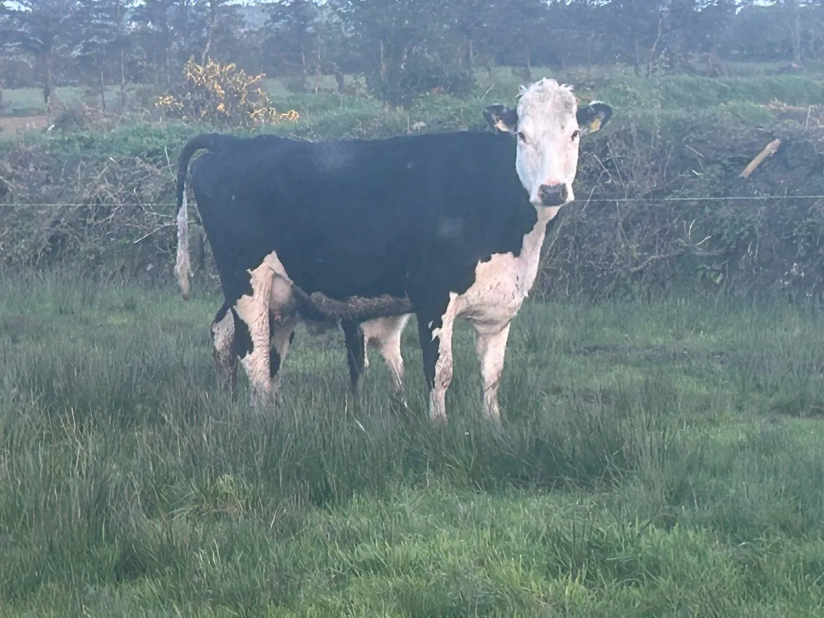 Hereford  Suckler - Image 2