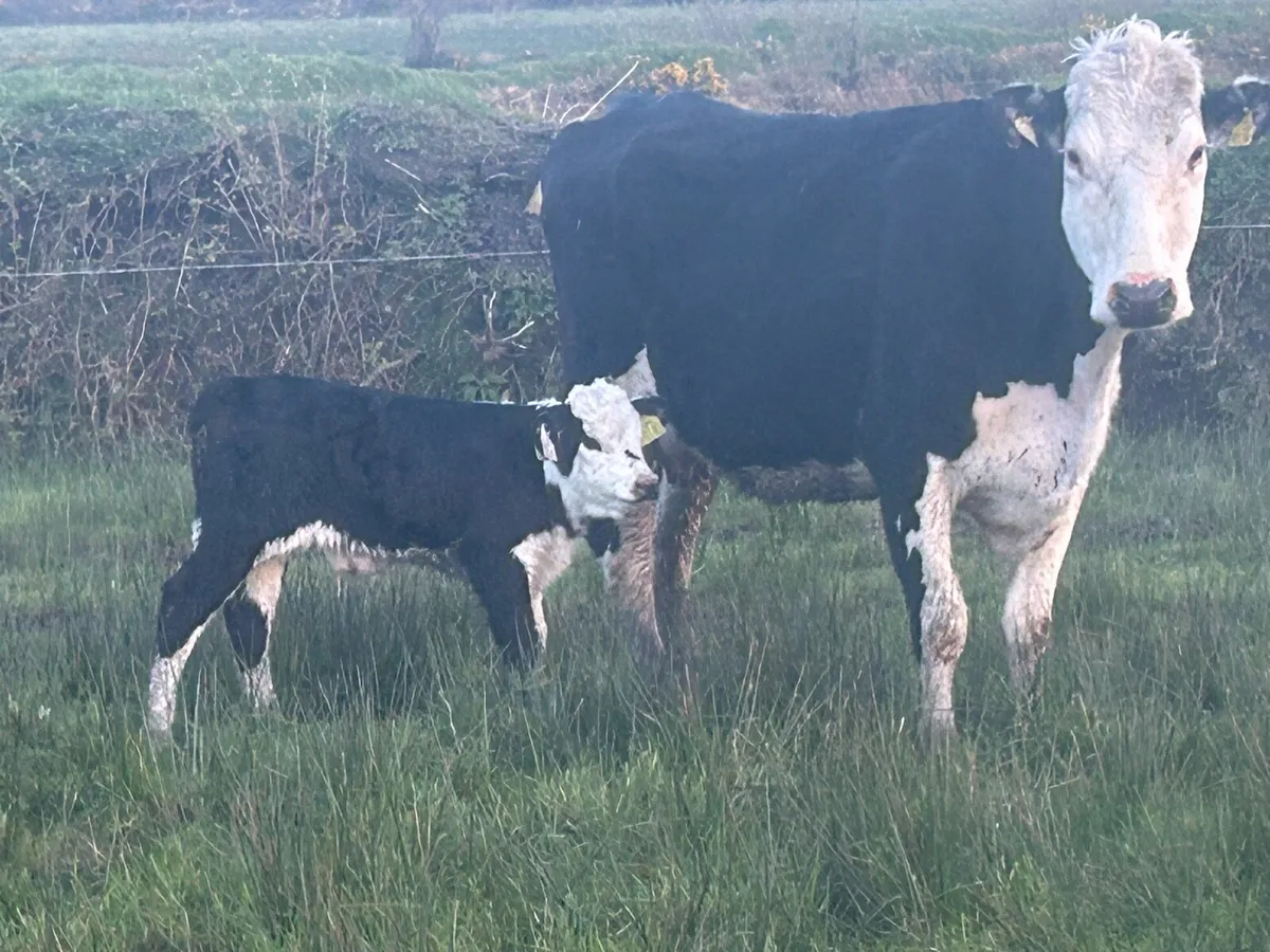 Hereford  Suckler - Image 3