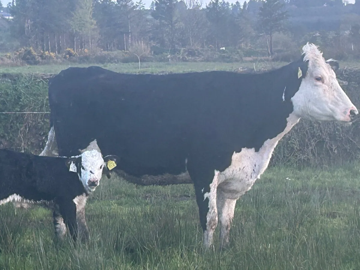 Hereford  Suckler - Image 4