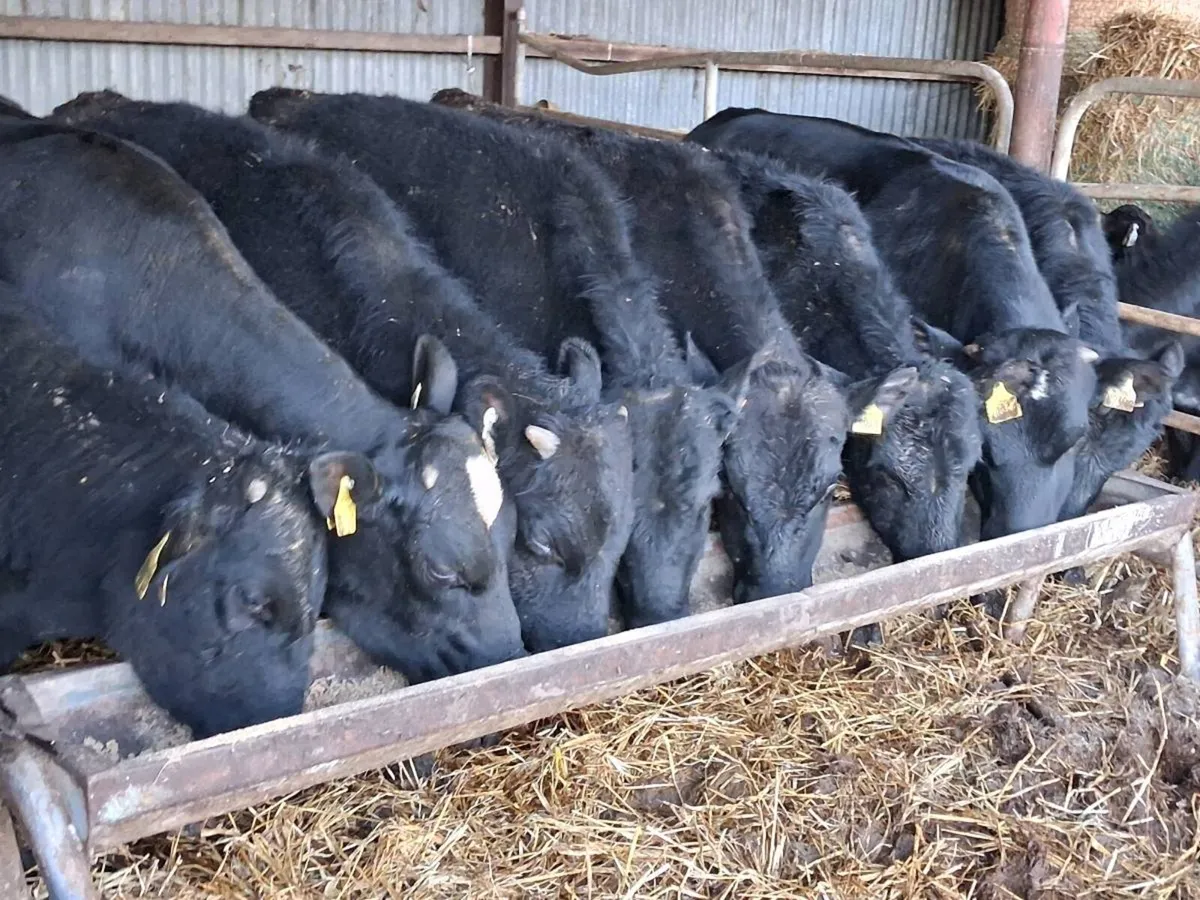 8 Angus Bullocks - Image 1