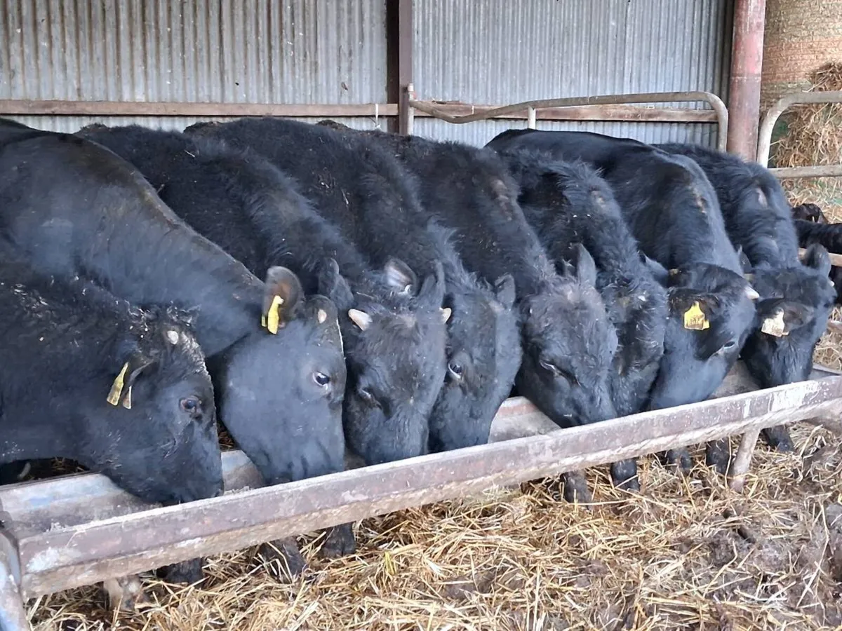 8 Angus Bullocks - Image 3