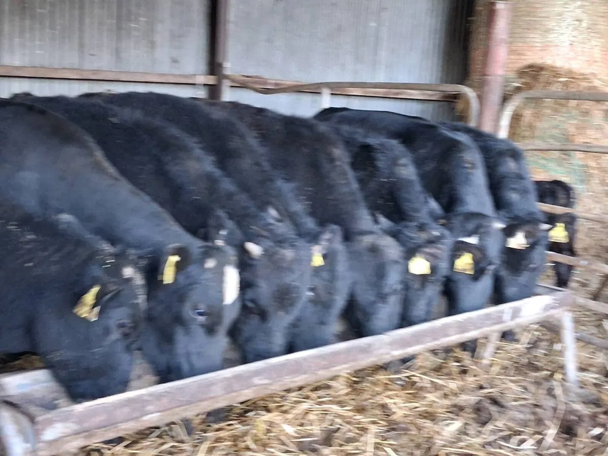 8 Angus Bullocks - Image 4