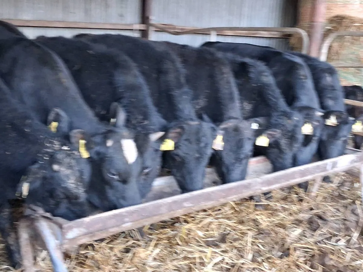 8 Angus Bullocks - Image 2