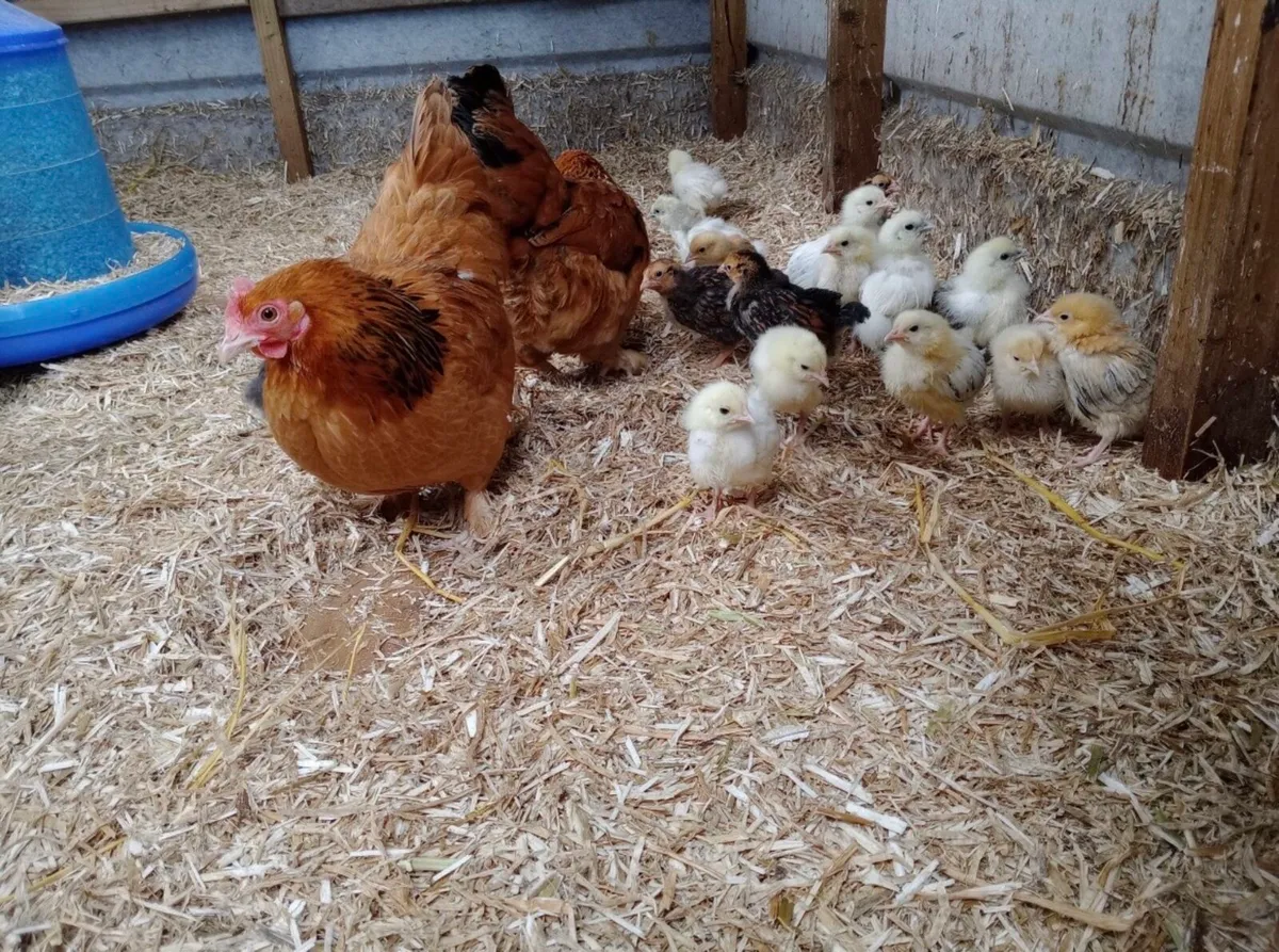 Hen and chicks - Image 3