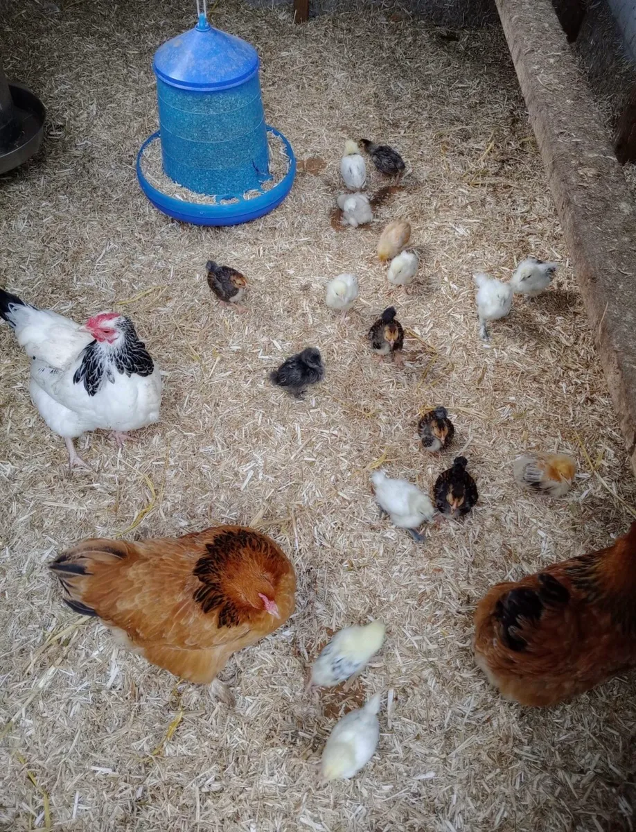 Hen and chicks - Image 4