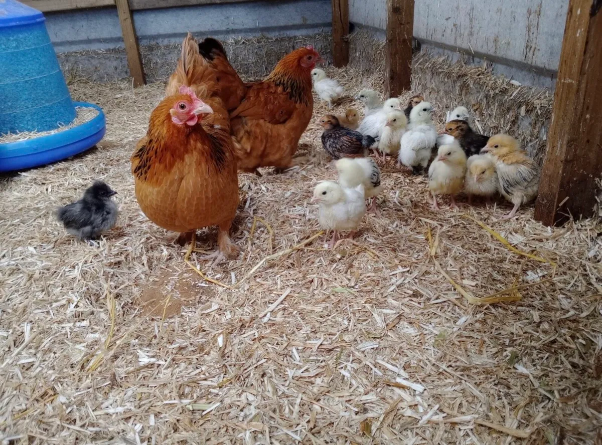 Hen and chicks - Image 1