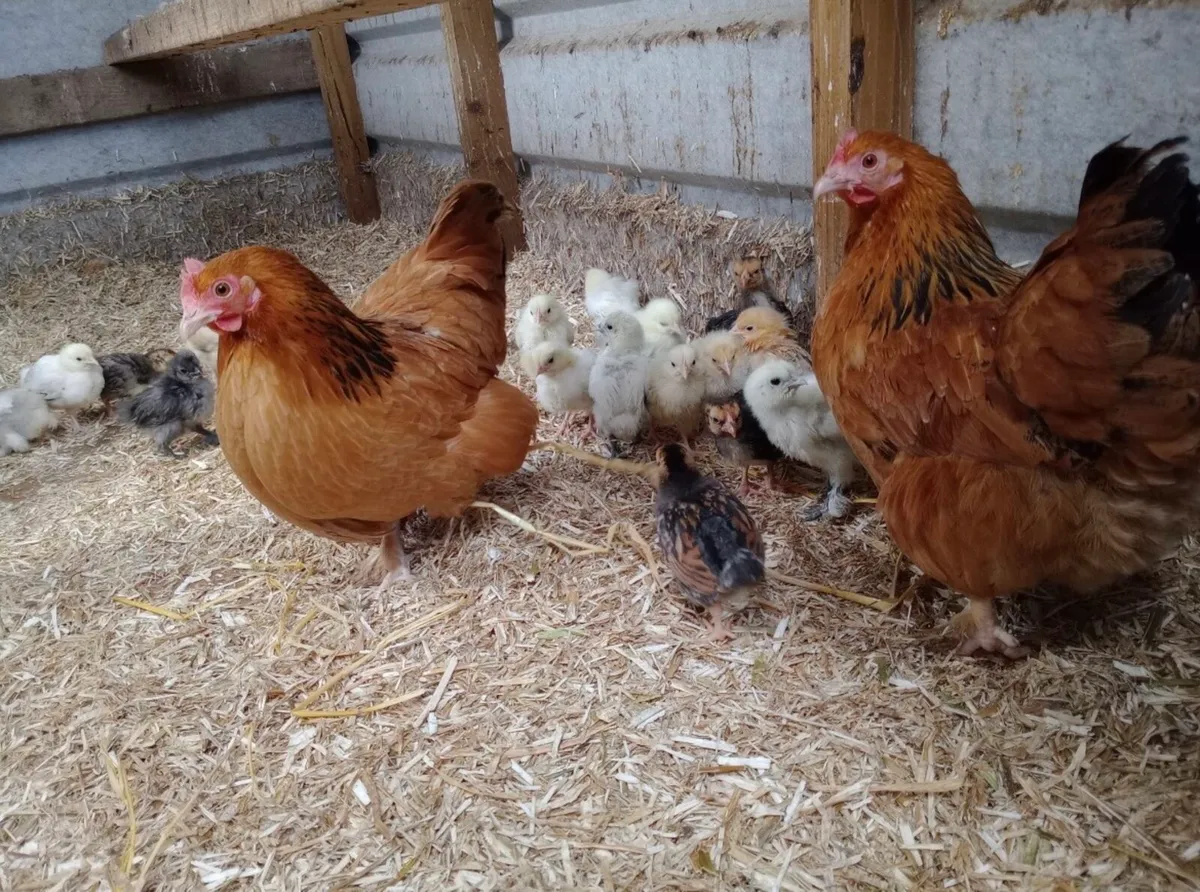 Hen and chicks - Image 2