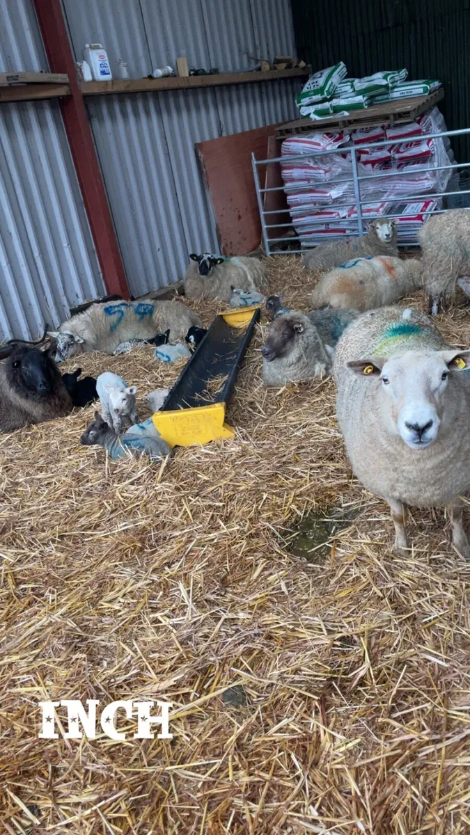Number of strong pet lambs