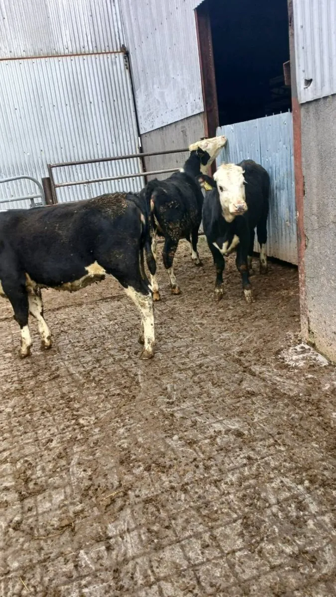 Hereford and Angus Bulls and Heifers - Image 2