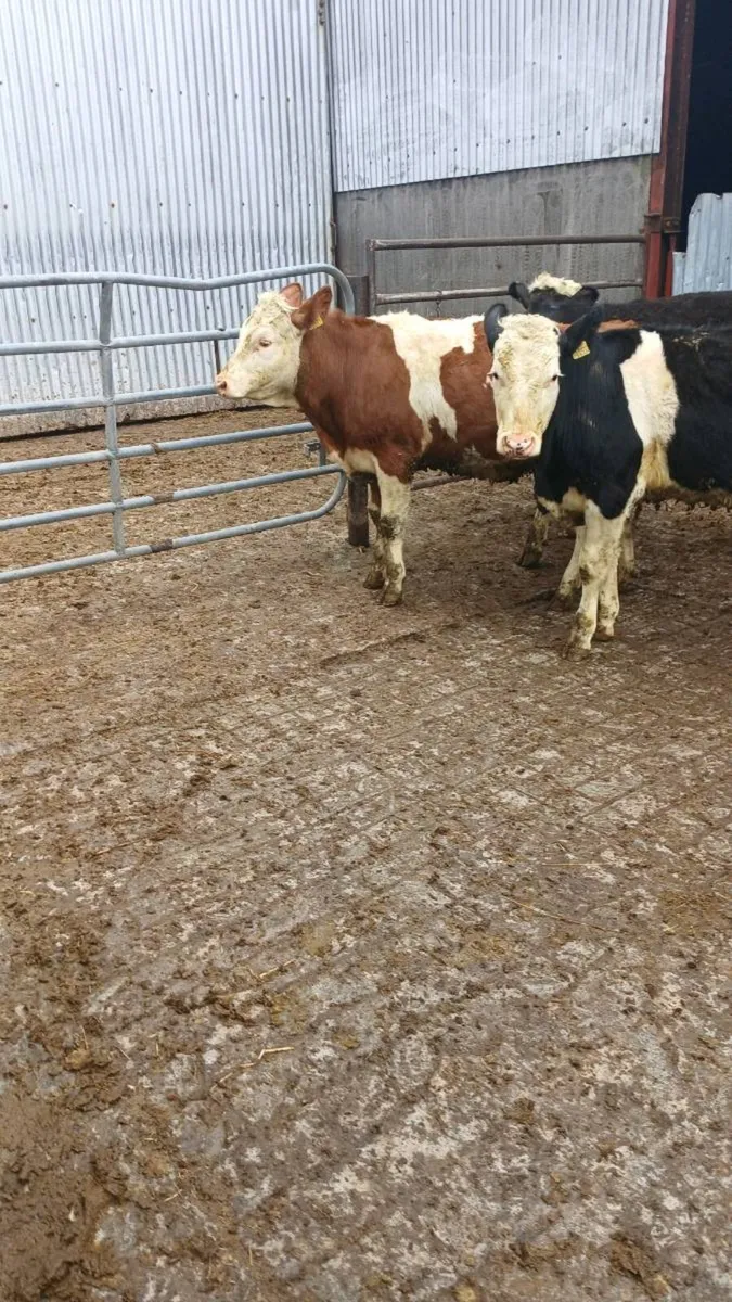 Hereford and Angus Bulls and Heifers - Image 1