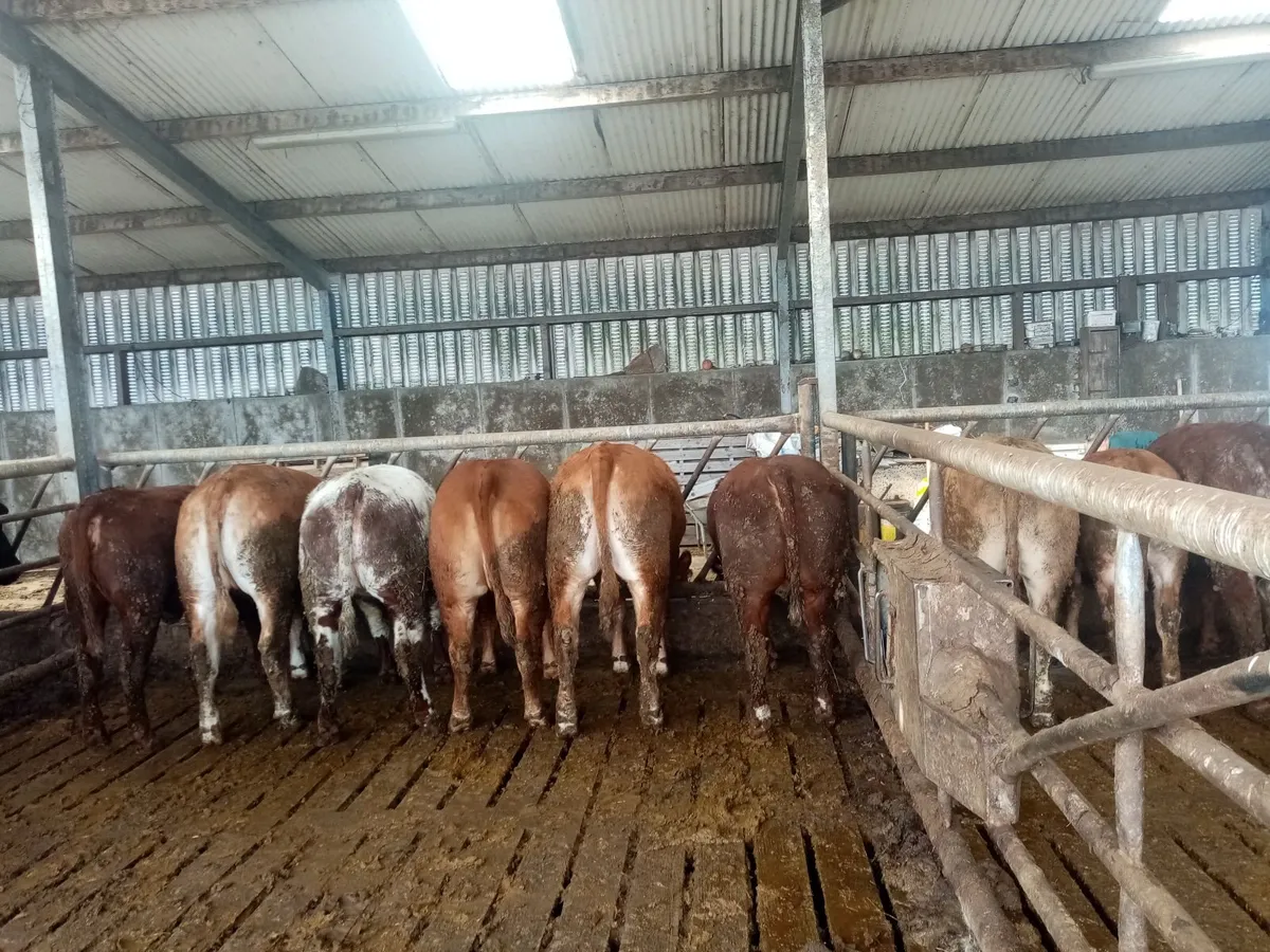 Breeding Heifers - Image 3