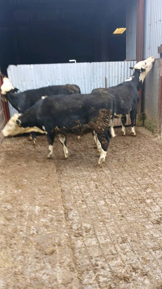 Hereford and Angus Bulls and Heifers - Image 3