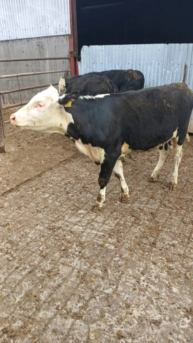 Hereford and Angus Bulls and Heifers - Image 4