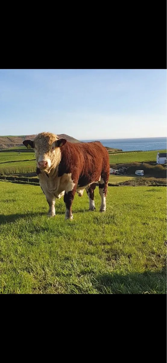 Hereford Bulls - Image 2