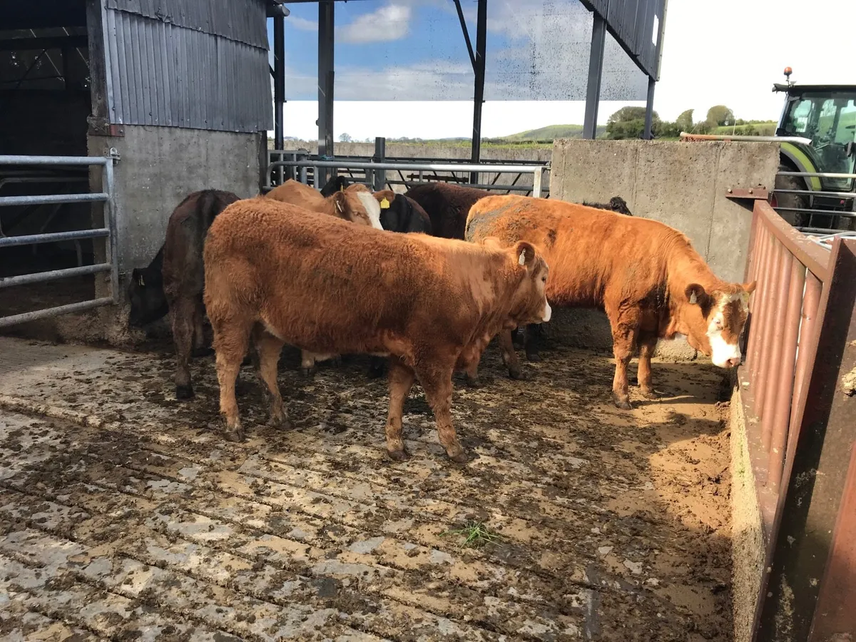 Organic cattle - Image 2