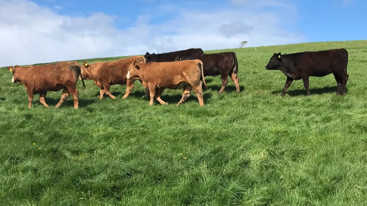 Organic cattle - Image 1