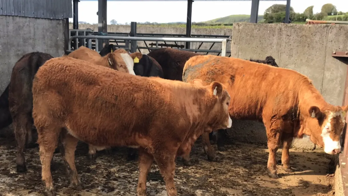 Organic cattle - Image 4