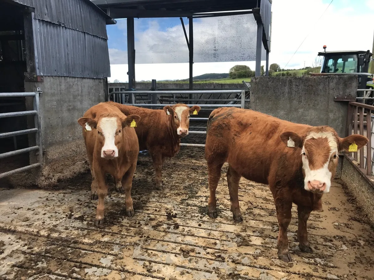 Organic cattle - Image 3