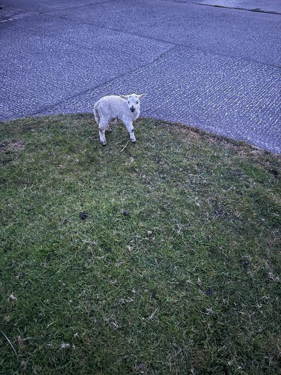 Foster lamb - texel cross - Image 1