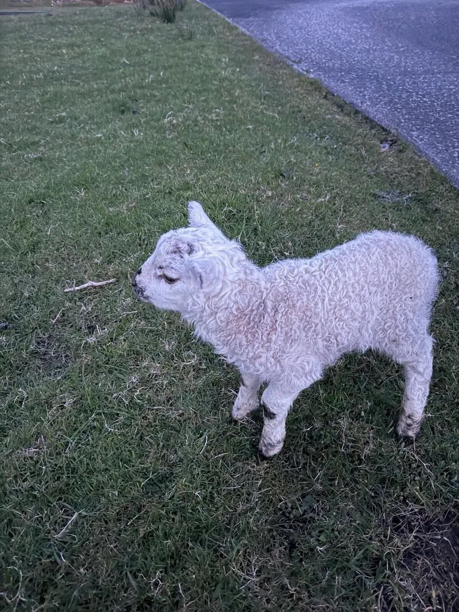 Foster lamb - texel cross - Image 2
