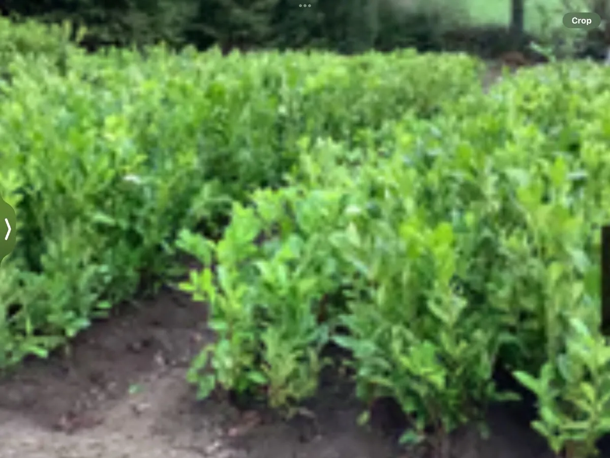 LAUREL HEDGING PLANTS.    4 ft.   SPECIAL OFFER.