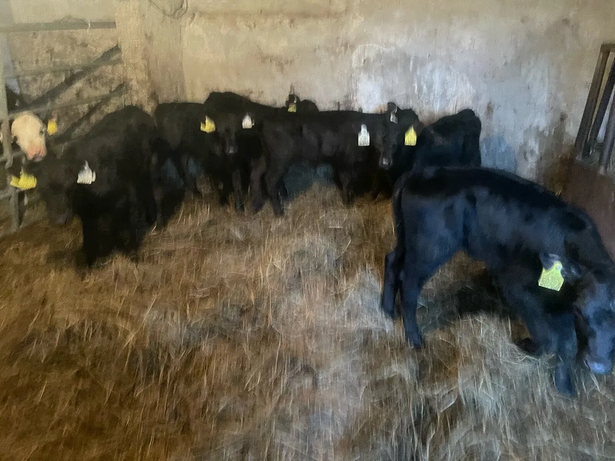 Angus heifer calves - Image 4