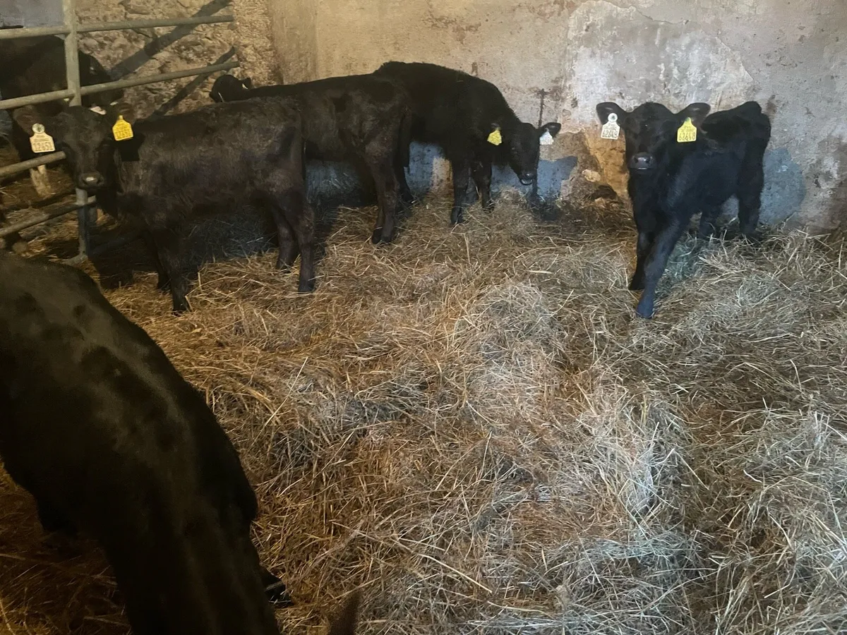 Angus heifer calves - Image 1