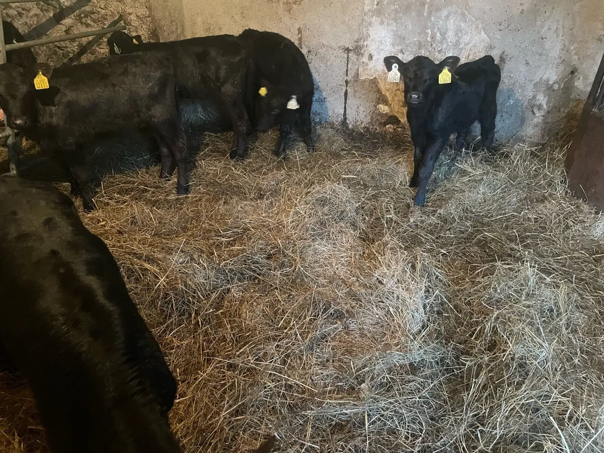 Angus heifer calves - Image 2
