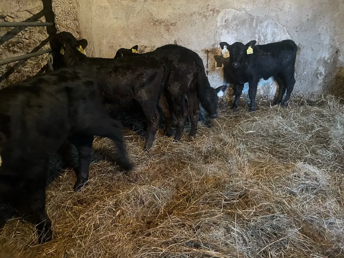 Angus heifer calves - Image 3