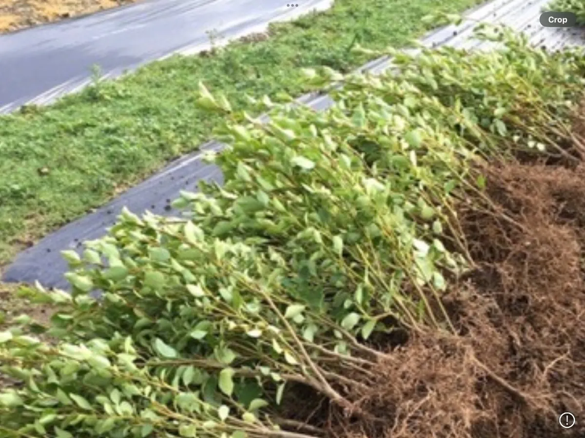 GRISELINIA HEDGING PLANTS.      1 meter.  £2-75 - Image 1