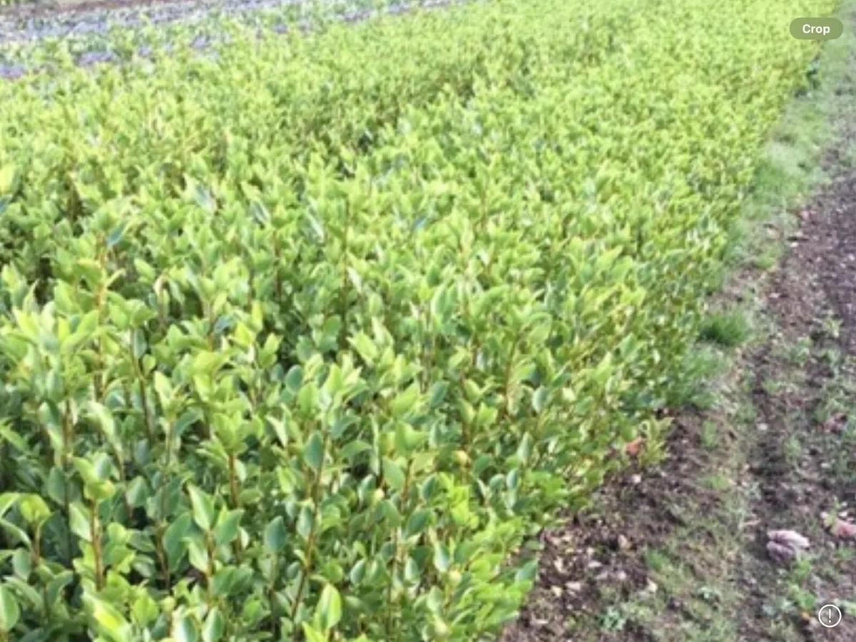 GRISELINIA HEDGING PLANTS.      1 meter.  £2-75 - Image 2