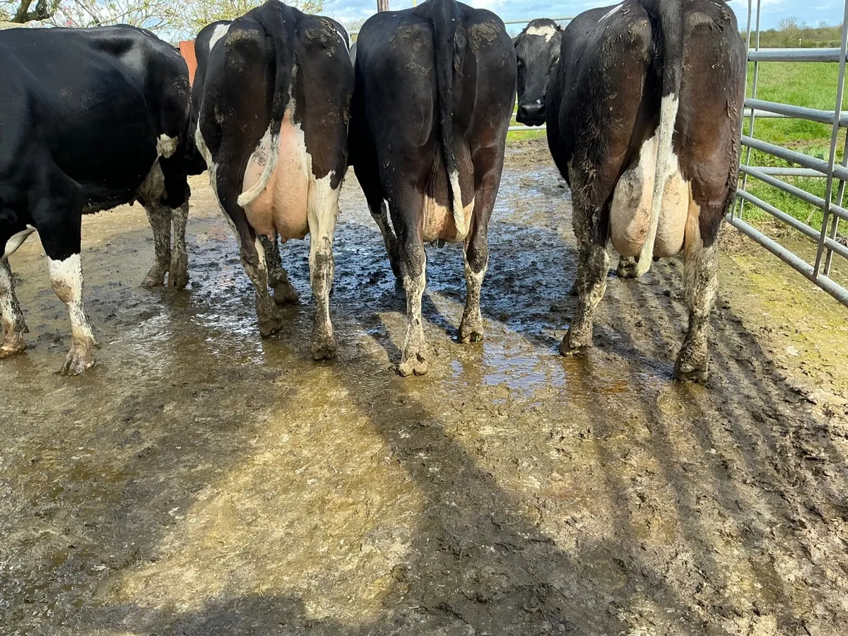cows - Image 1