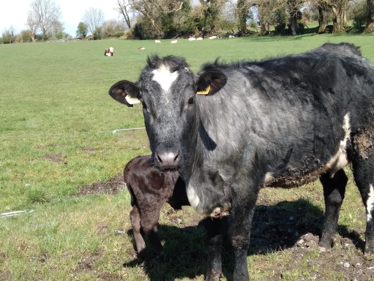 Cow with calf and 4 in calf heifers - Image 1
