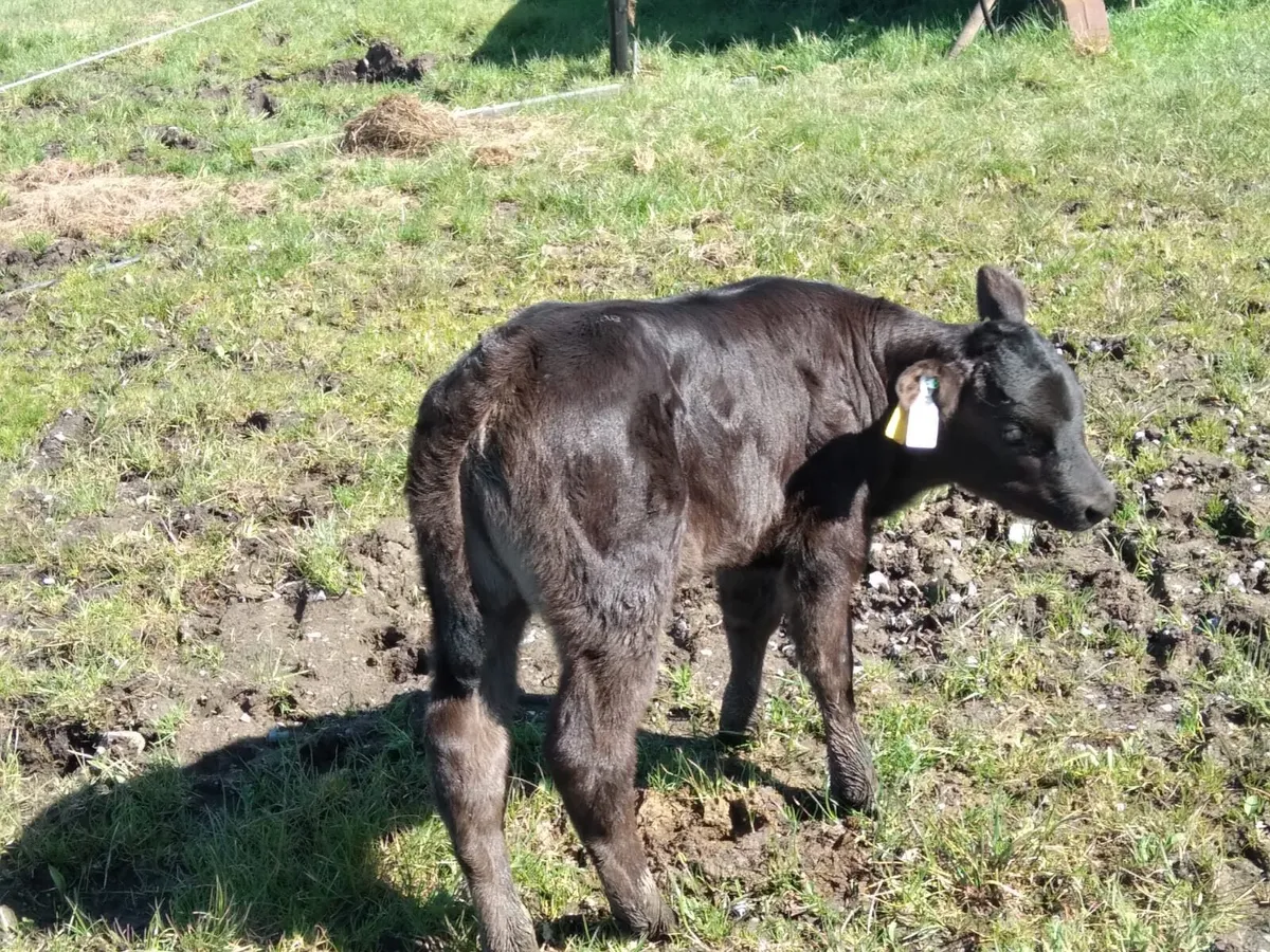 Cow with calf and 4 in calf heifers - Image 2