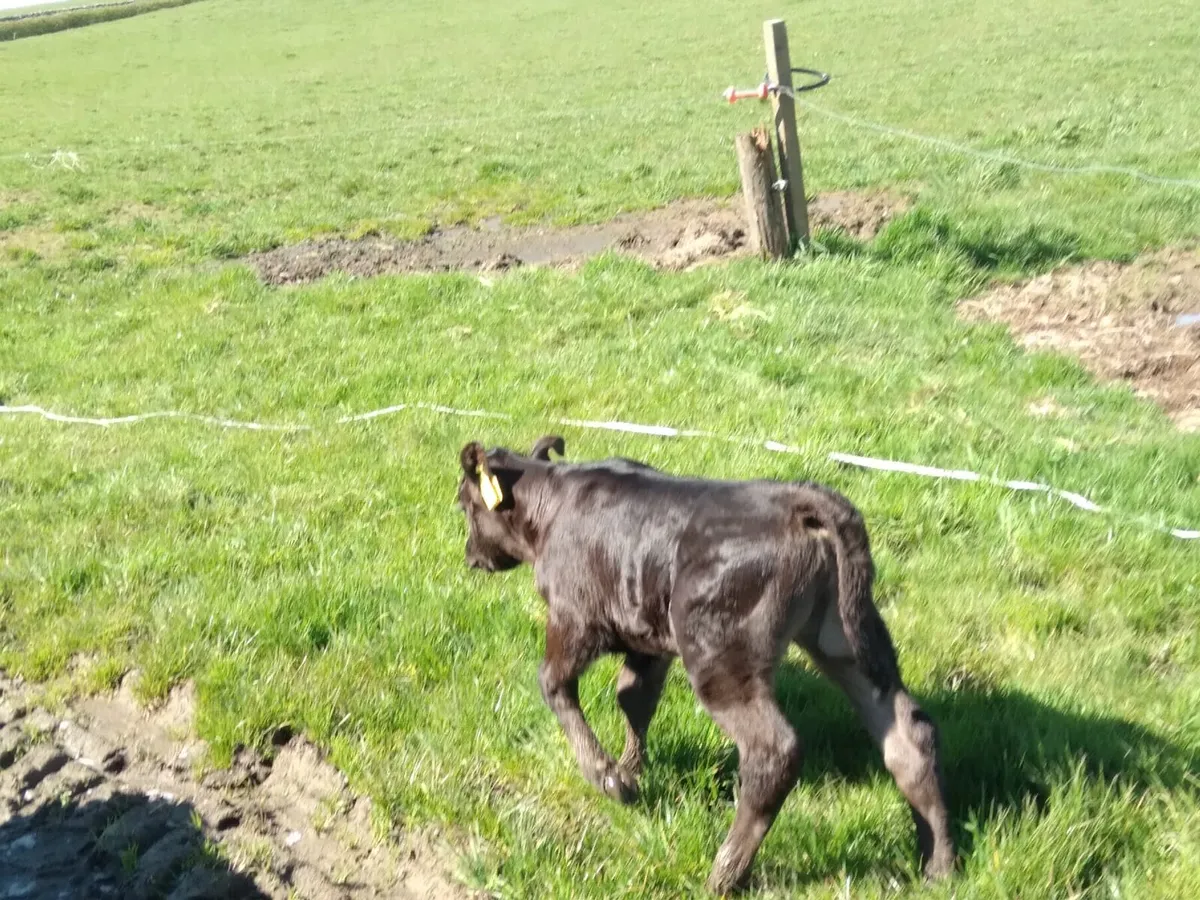Cow with calf and 4 in calf heifers - Image 3
