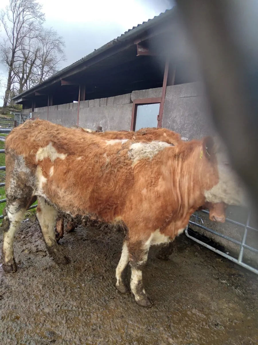 Cow with calf and 4 in calf heifers - Image 4
