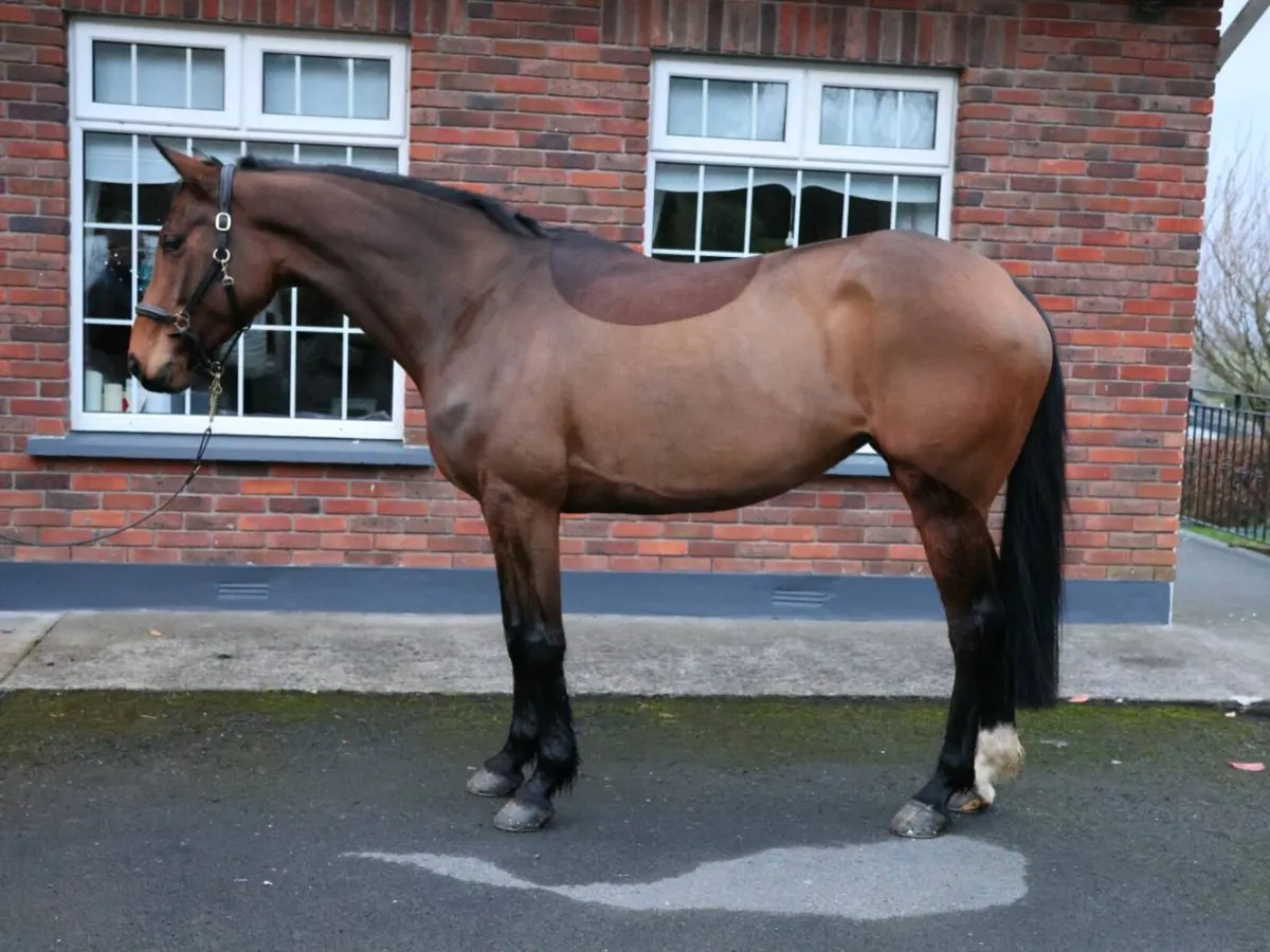 Lovely genuine allrounder - Image 1